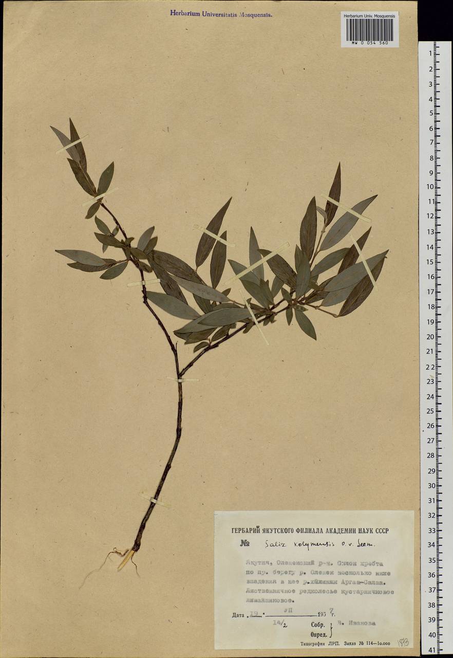 Salix boganidensis Trautv., Siberia, Yakutia (S5) (Russia)