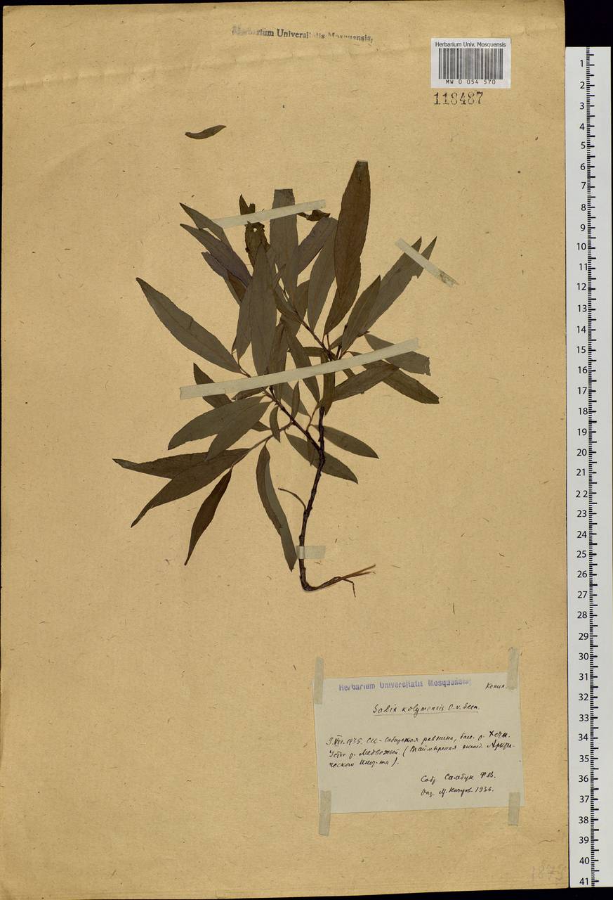 Salix boganidensis Trautv., Siberia, Central Siberia (S3) (Russia)