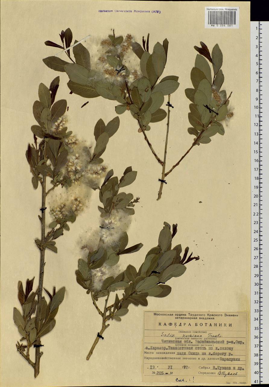 Salix kochiana Trautv., Siberia, Baikal & Transbaikal region (S4) (Russia)