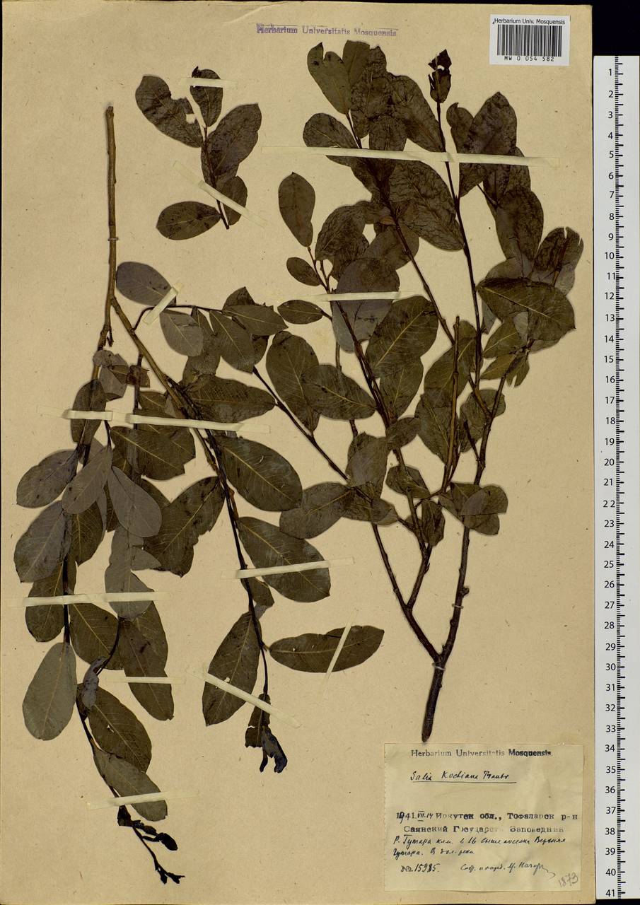 Salix kochiana Trautv., Siberia, Baikal & Transbaikal region (S4) (Russia)