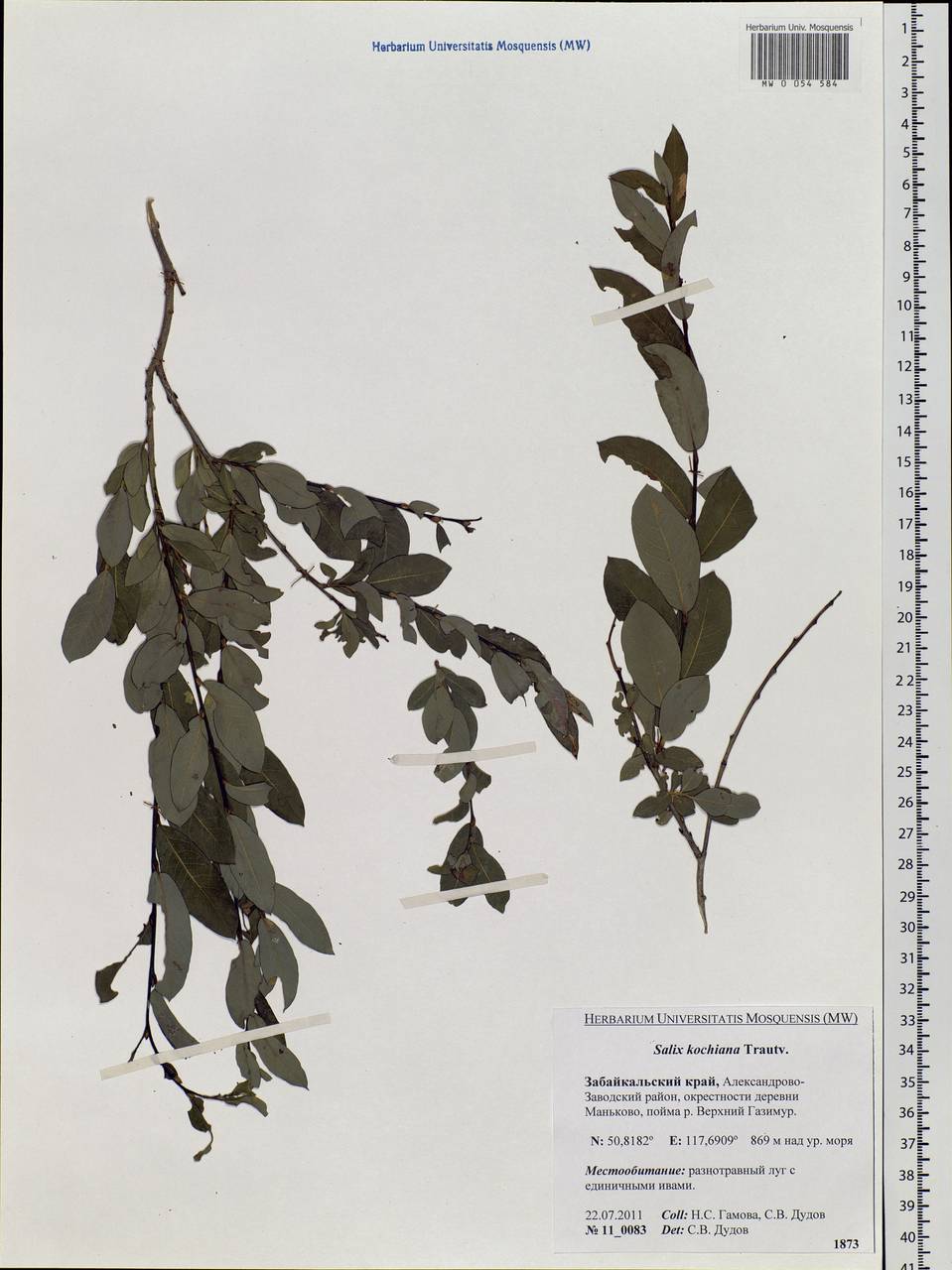 Salix kochiana Trautv., Siberia, Baikal & Transbaikal region (S4) (Russia)