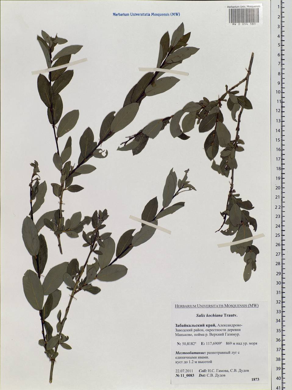 Salix kochiana Trautv., Siberia, Baikal & Transbaikal region (S4) (Russia)