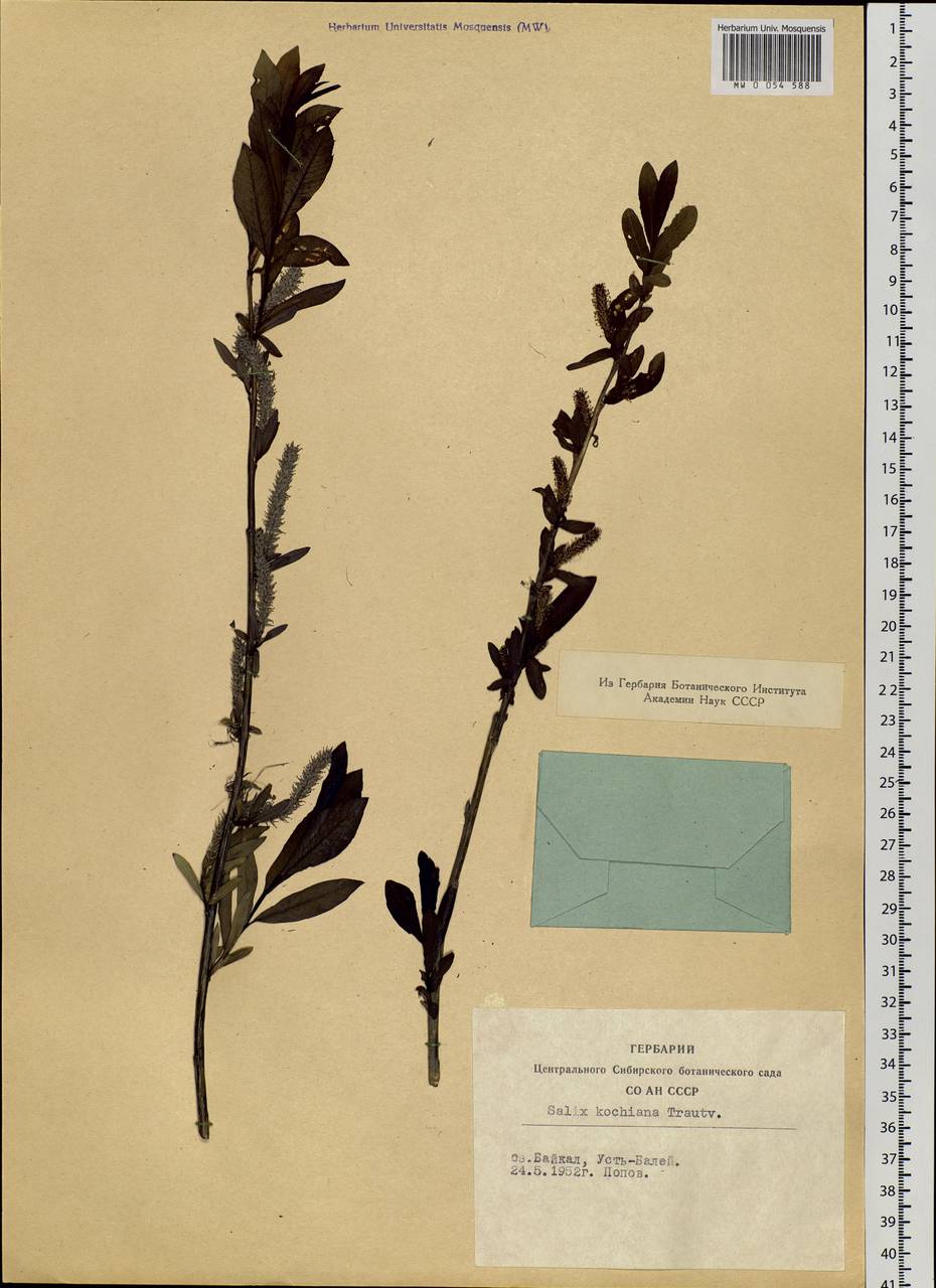 Salix kochiana Trautv., Siberia, Baikal & Transbaikal region (S4) (Russia)