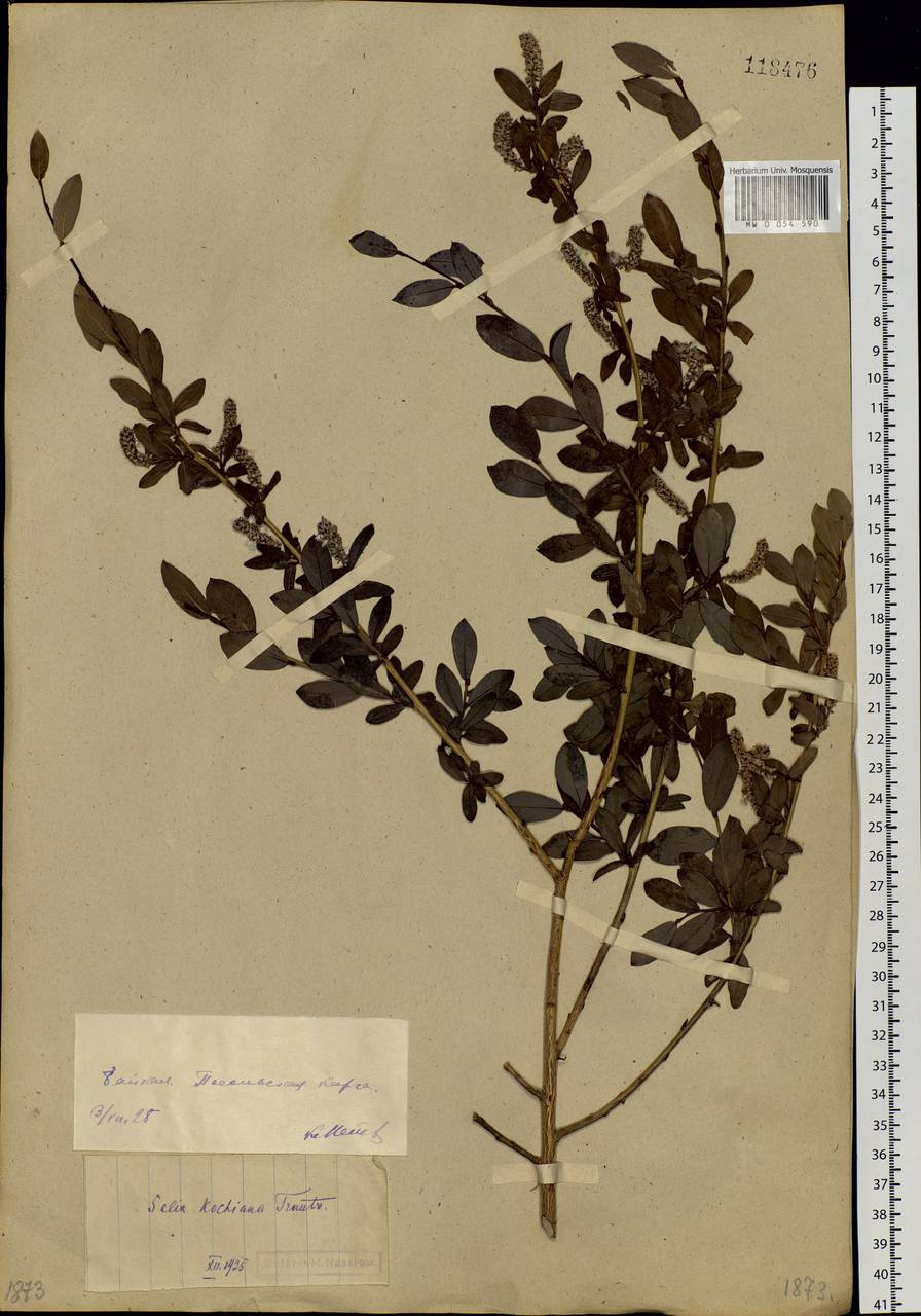 Salix kochiana Trautv., Siberia, Baikal & Transbaikal region (S4) (Russia)