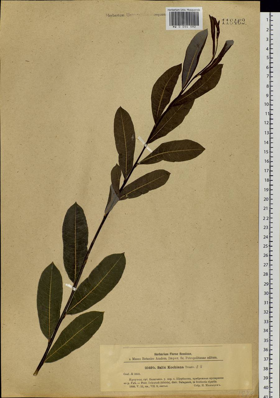 Salix kochiana Trautv., Siberia, Baikal & Transbaikal region (S4) (Russia)