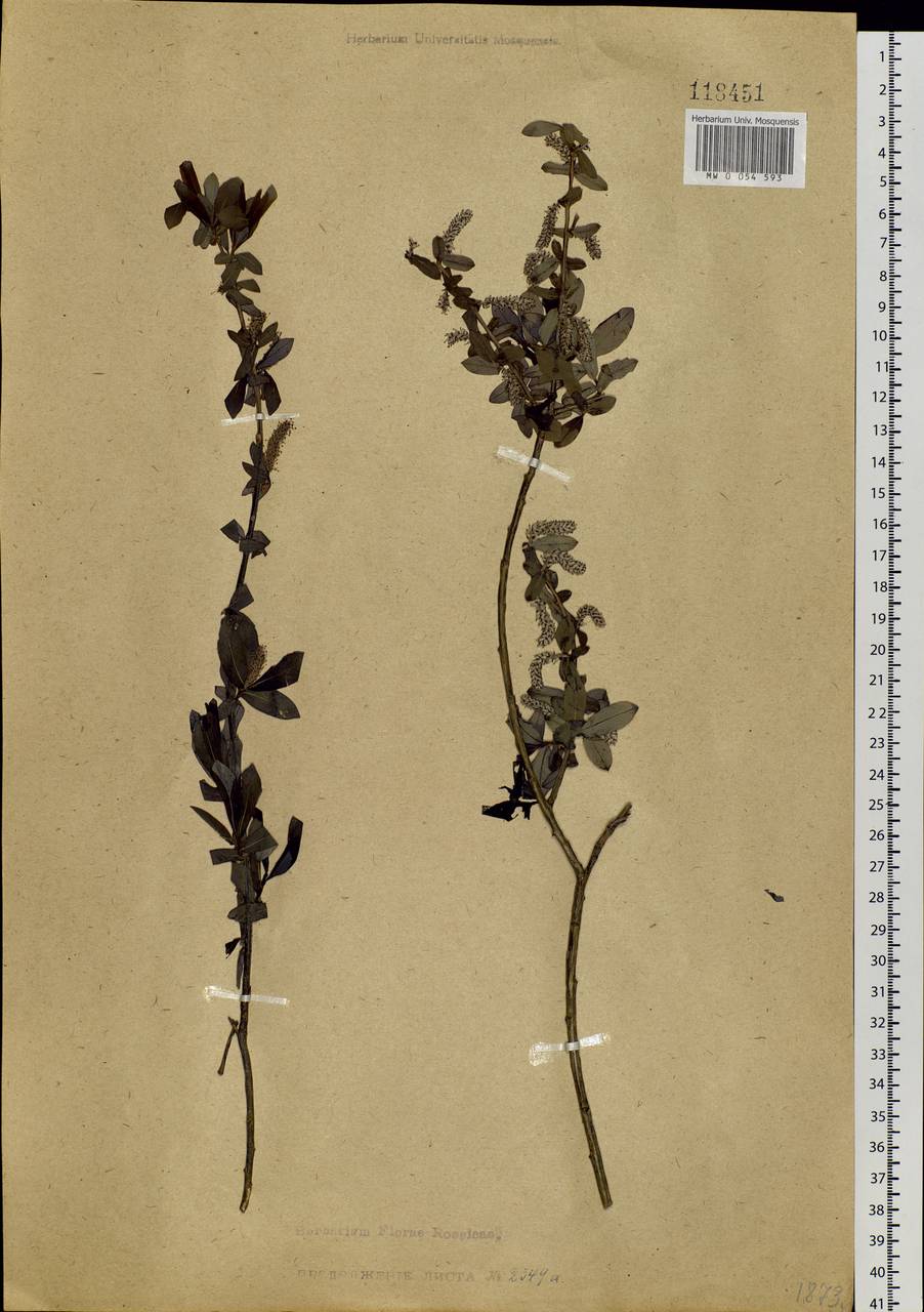 Salix kochiana Trautv., Siberia, Baikal & Transbaikal region (S4) (Russia)