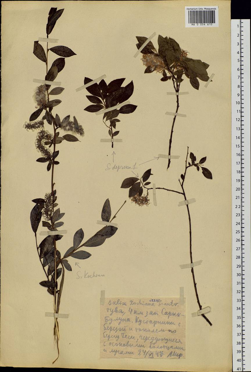 Salix kochiana Trautv., Siberia, Altai & Sayany Mountains (S2) (Russia)