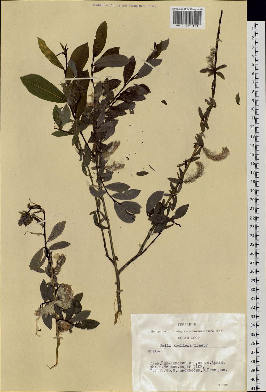 Salix kochiana Trautv., Siberia, Altai & Sayany Mountains (S2) (Russia)