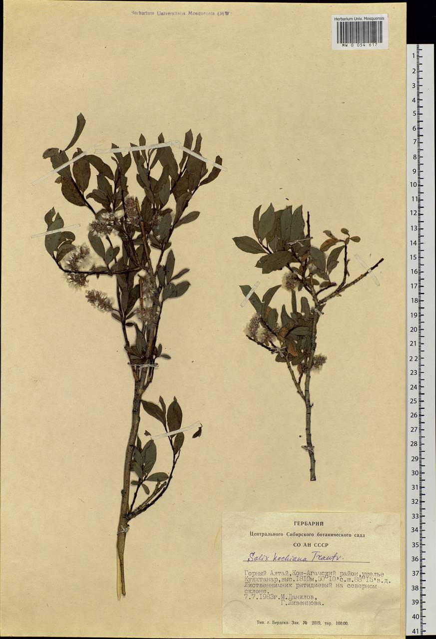 Salix kochiana Trautv., Siberia, Altai & Sayany Mountains (S2) (Russia)