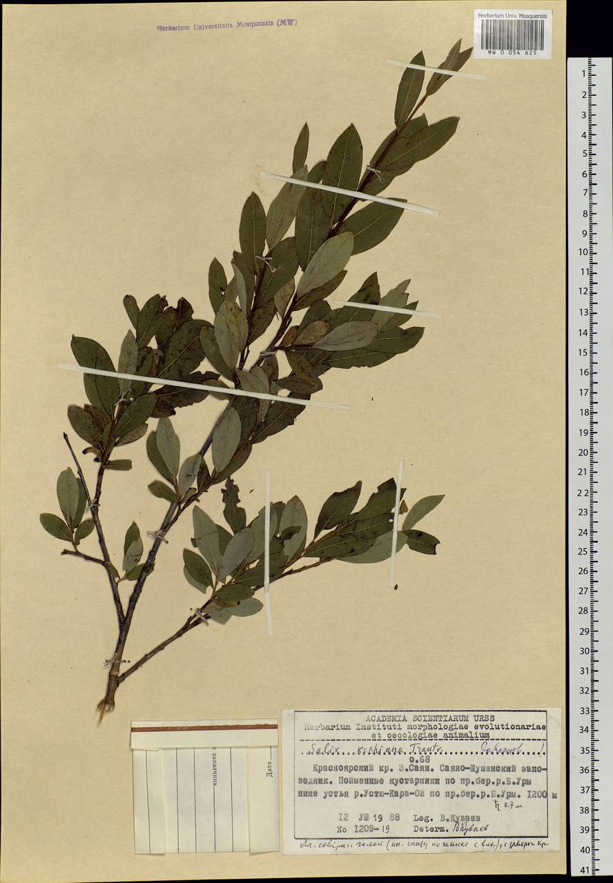 Salix kochiana Trautv., Siberia, Altai & Sayany Mountains (S2) (Russia)