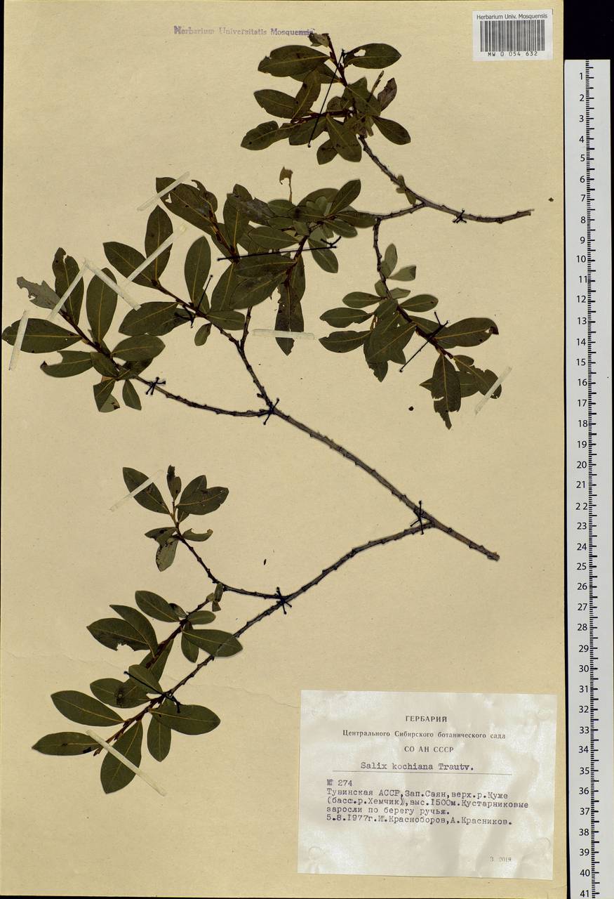 Salix kochiana Trautv., Siberia, Altai & Sayany Mountains (S2) (Russia)