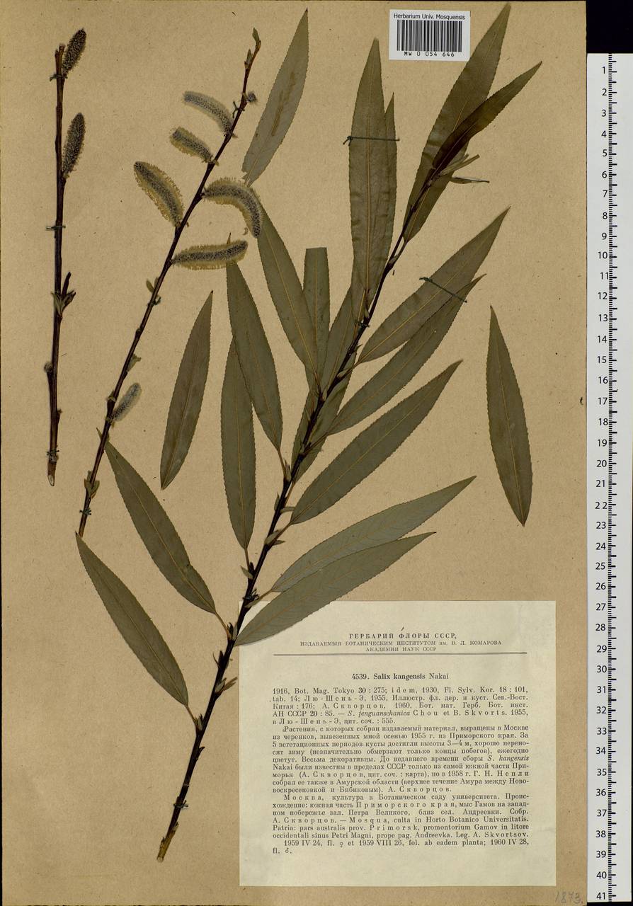 Salix kangensis Nakai, Siberia, Russian Far East (S6) (Russia)