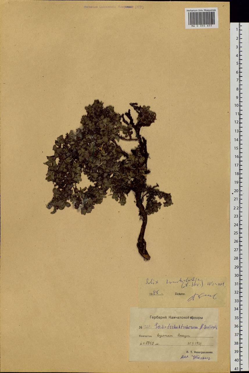 Salix berberifolia subsp. kamtschatica A. K. Skvortsov, Siberia, Chukotka & Kamchatka (S7) (Russia)