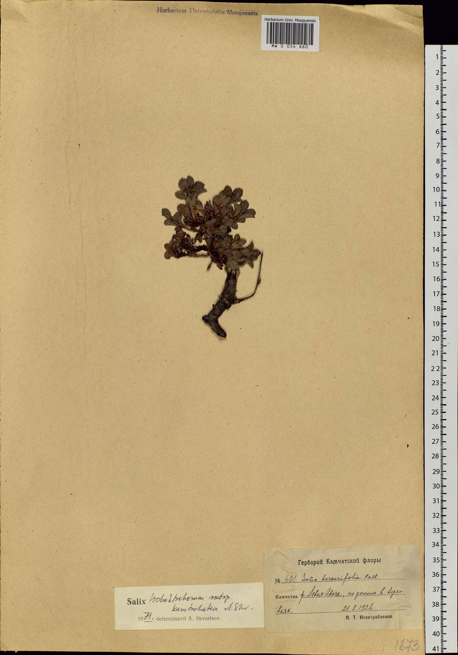 Salix berberifolia subsp. kamtschatica A. K. Skvortsov, Siberia, Chukotka & Kamchatka (S7) (Russia)