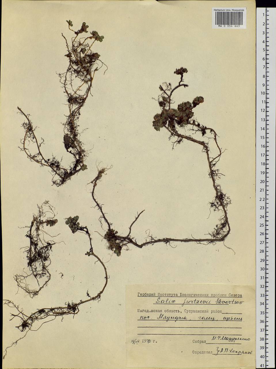 Salix jurtzevii A. K. Skvortsov, Siberia, Chukotka & Kamchatka (S7) (Russia)