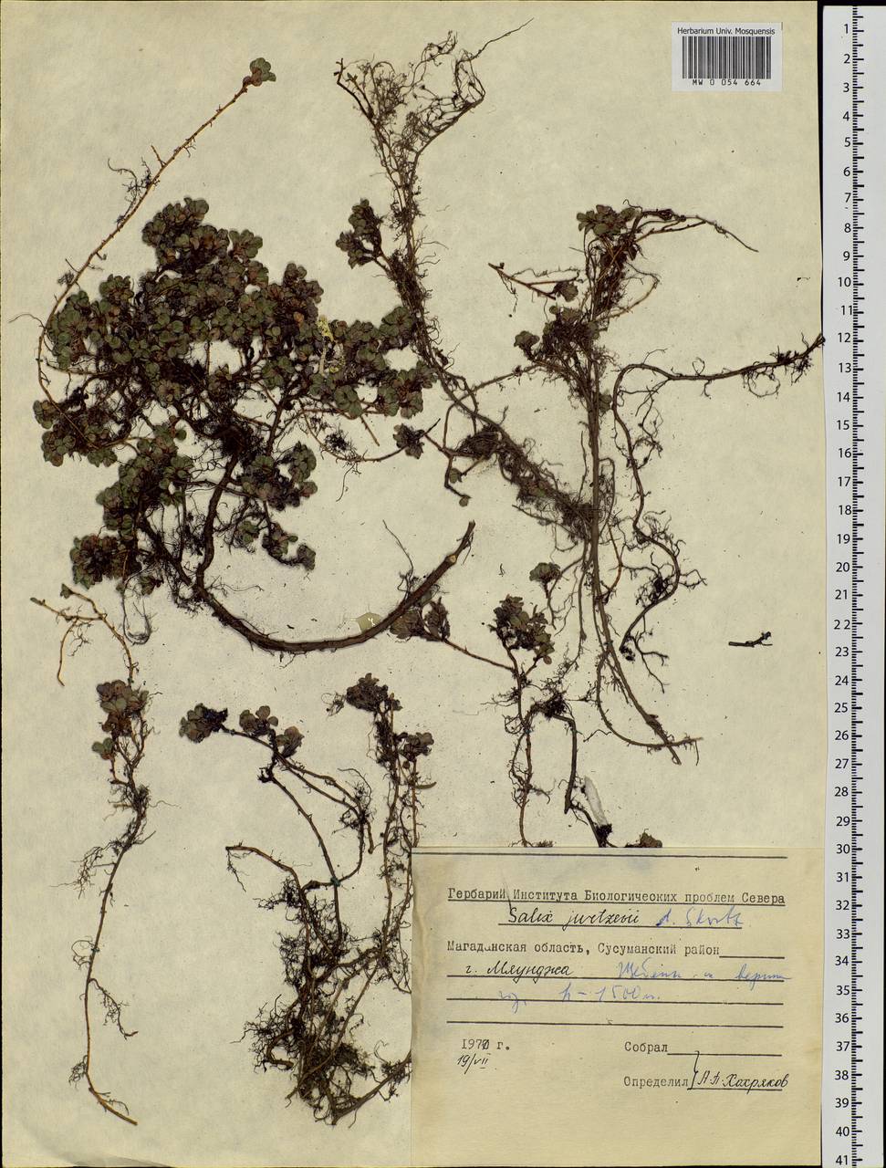 Salix jurtzevii A. Skvortsov, Siberia, Chukotka & Kamchatka (S7) (Russia)