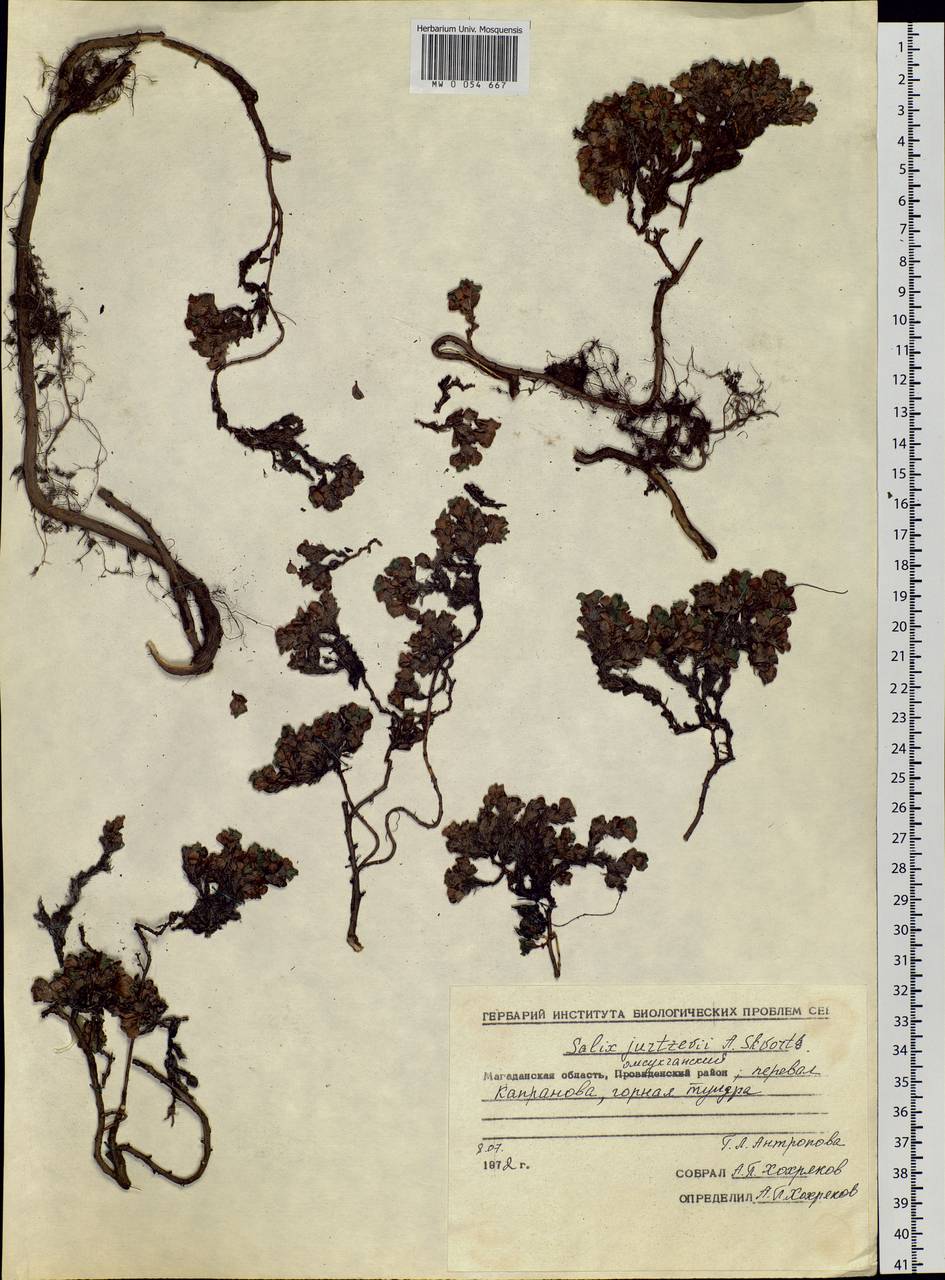 Salix jurtzevii A. K. Skvortsov, Siberia, Chukotka & Kamchatka (S7) (Russia)