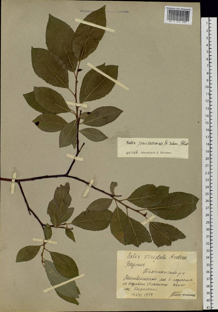 Salix jenisseensis (Fr. Schmidt) B. Floder., Siberia, Yakutia (S5) (Russia)