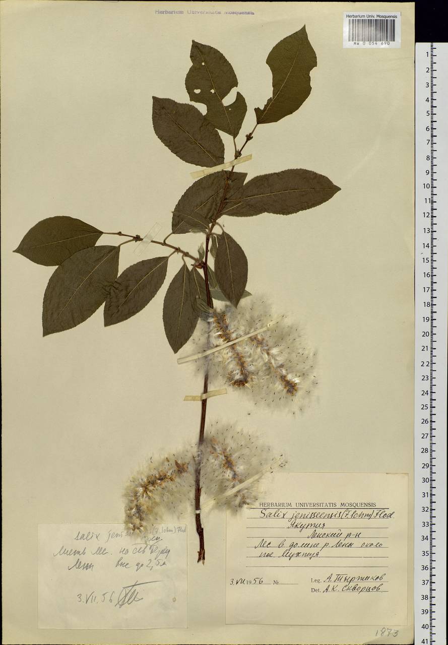 Salix jenisseensis (Fr. Schmidt) B. Floder., Siberia, Yakutia (S5) (Russia)