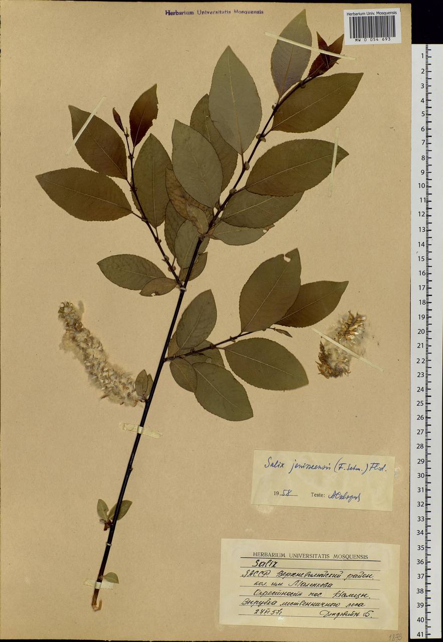 Salix jenisseensis (F. Schmidt) Flod., Siberia, Yakutia (S5) (Russia)