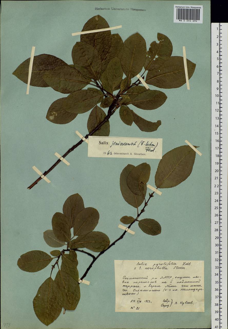 Salix jenisseensis (Fr. Schmidt) B. Floder., Siberia, Yakutia (S5) (Russia)