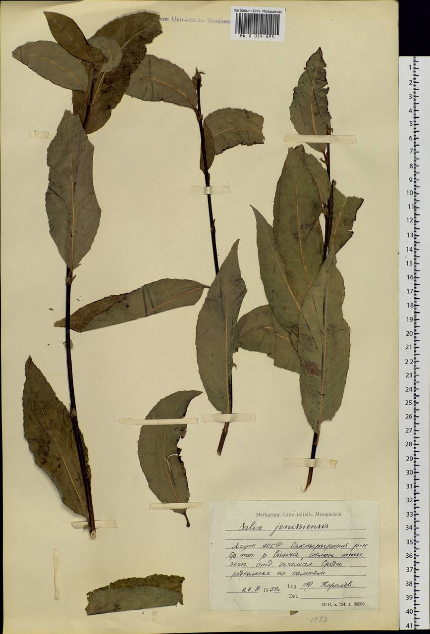 Salix jenisseensis (Fr. Schmidt) B. Floder., Siberia, Yakutia (S5) (Russia)