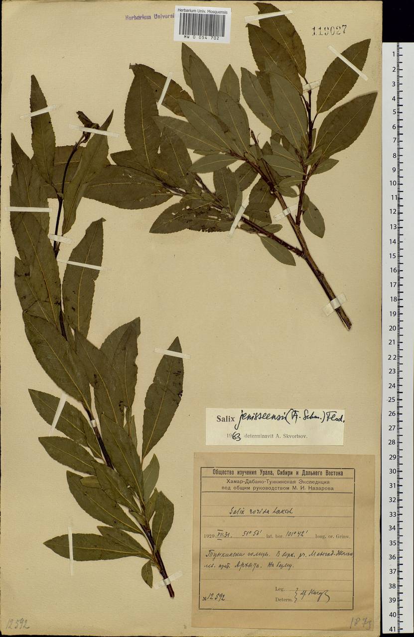 Salix jenisseensis (Fr. Schmidt) B. Floder., Siberia, Baikal & Transbaikal region (S4) (Russia)