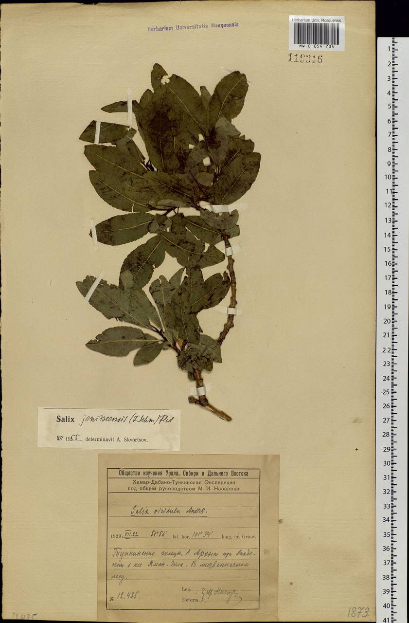Salix jenisseensis (Fr. Schmidt) B. Floder., Siberia, Baikal & Transbaikal region (S4) (Russia)