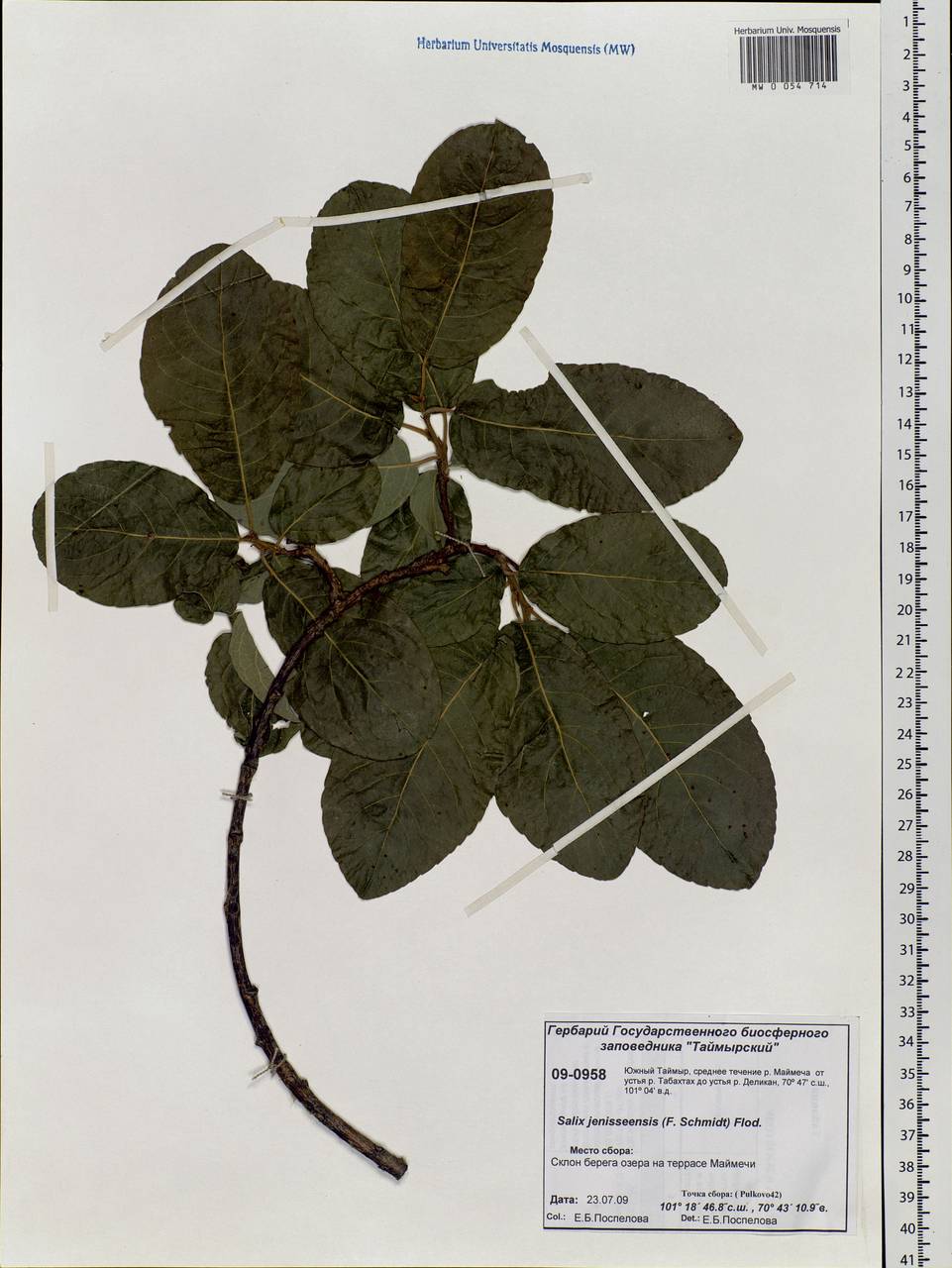 Salix jenisseensis (F. Schmidt) Flod., Siberia, Central Siberia (S3) (Russia)