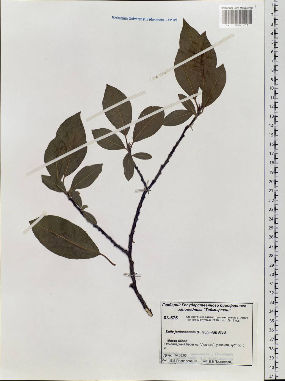 Salix jenisseensis (F. Schmidt) Flod., Siberia, Central Siberia (S3) (Russia)