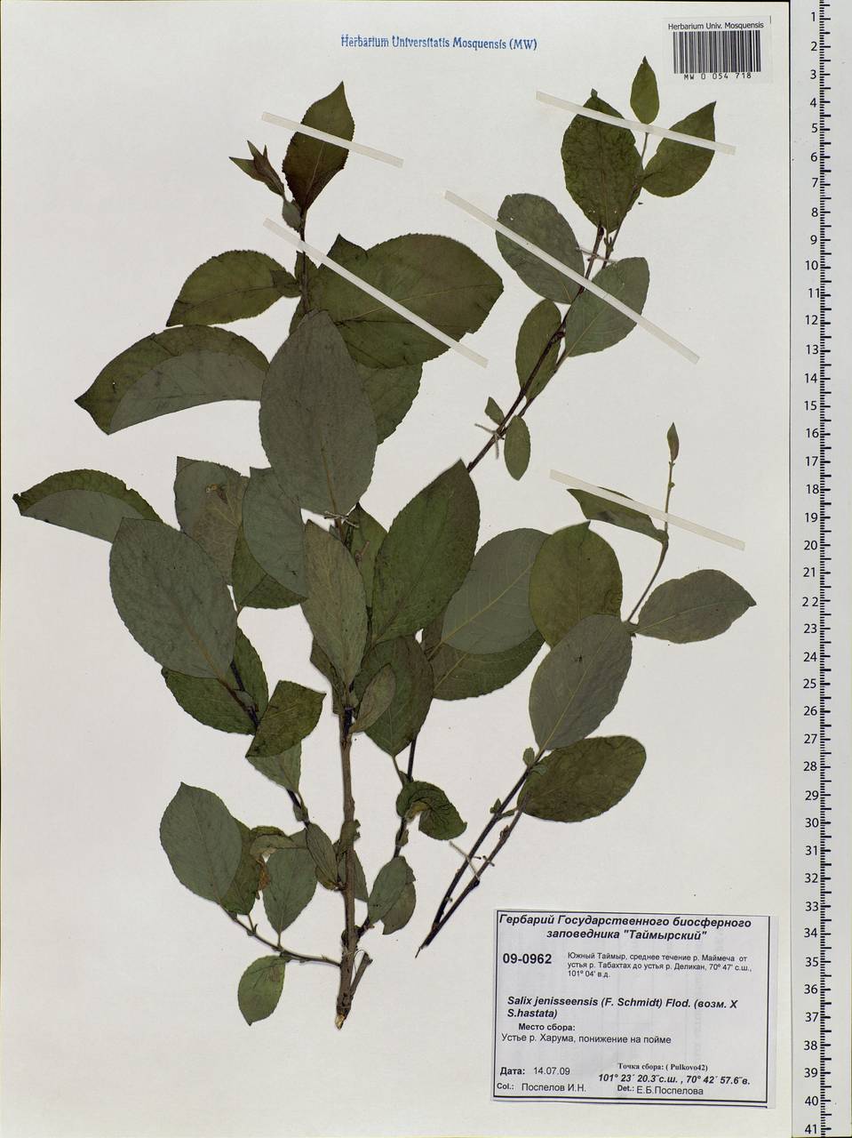Salix jenisseensis (F. Schmidt) Flod., Siberia, Central Siberia (S3) (Russia)