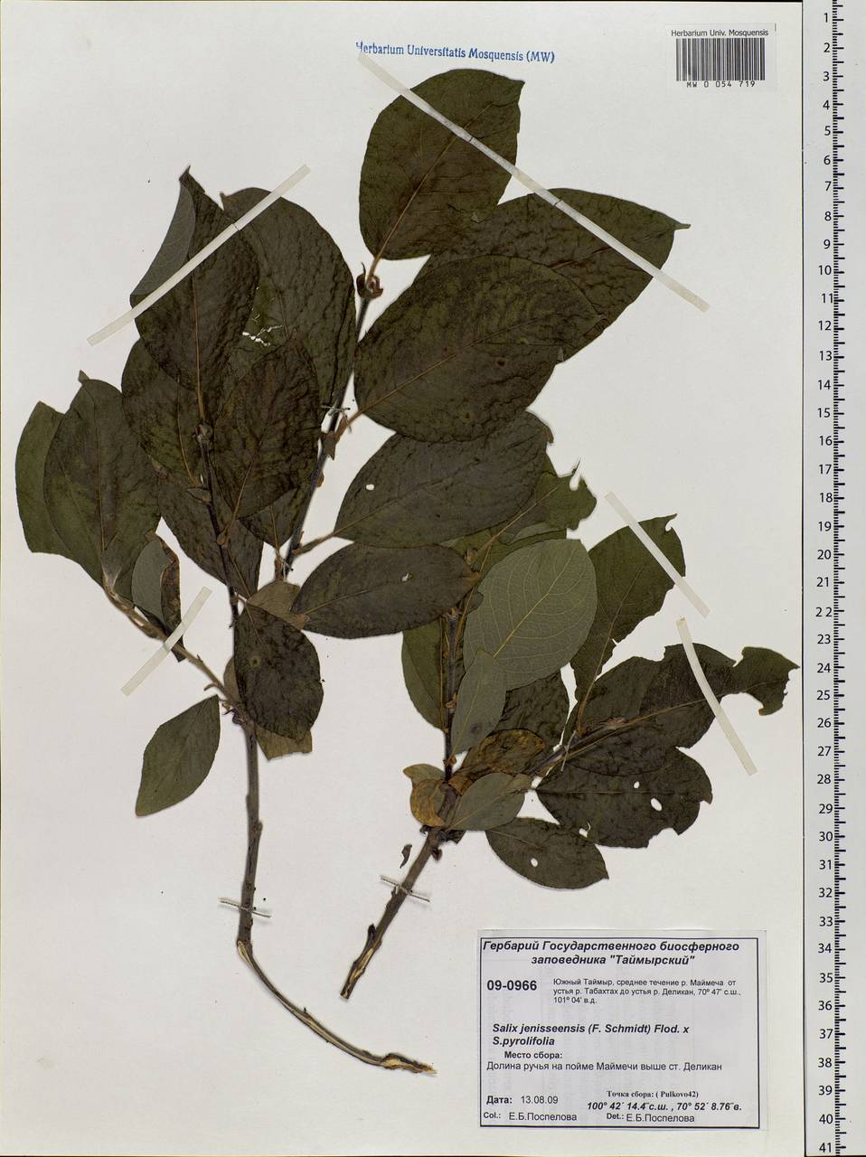 Salix jenisseensis (F. Schmidt) Flod., Siberia, Central Siberia (S3) (Russia)
