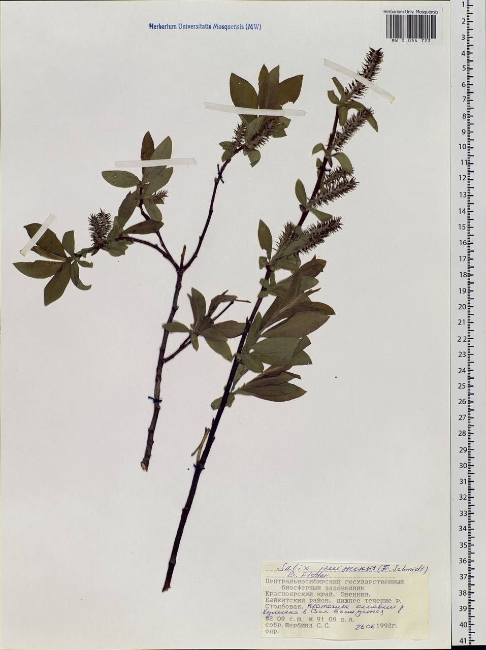 Salix jenisseensis (Fr. Schmidt) B. Floder., Siberia, Central Siberia (S3) (Russia)