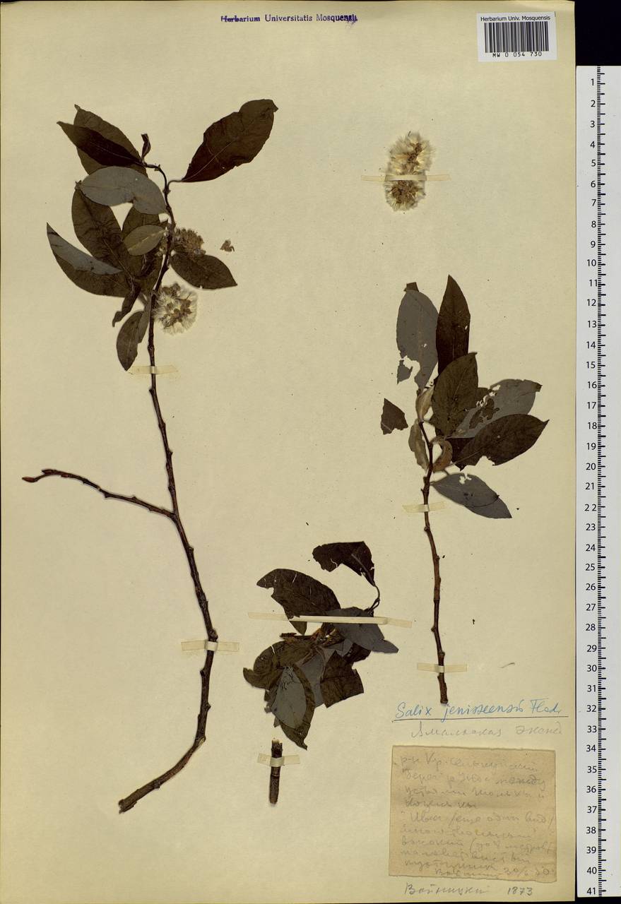 Salix jenisseensis (Fr. Schmidt) B. Floder., Siberia, Western Siberia (S1) (Russia)