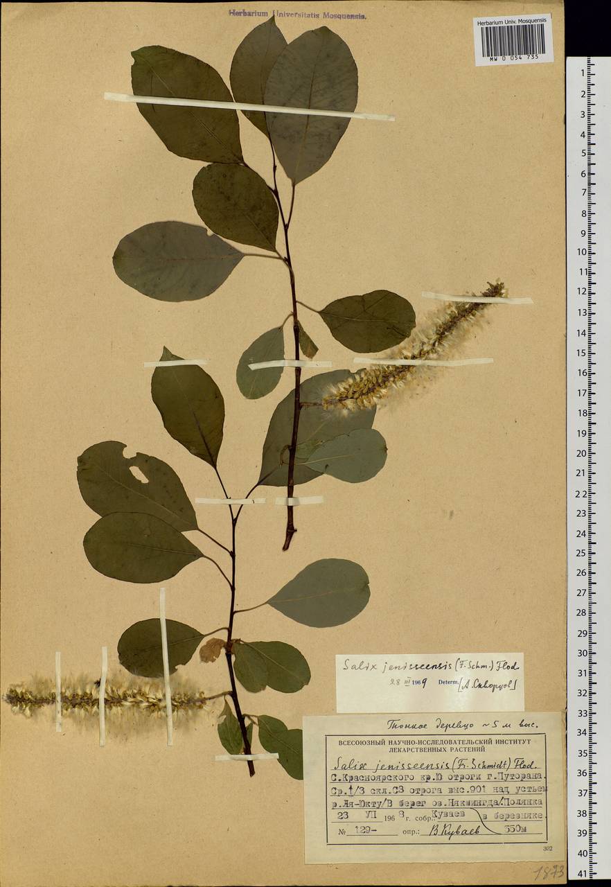 Salix jenisseensis (Fr. Schmidt) B. Floder., Siberia, Central Siberia (S3) (Russia)