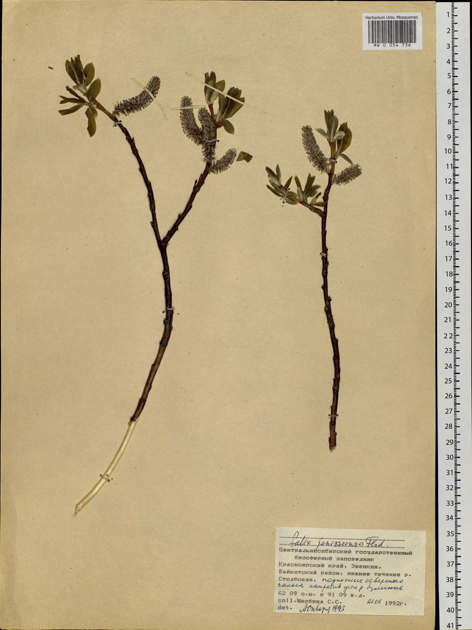 Salix jenisseensis (Fr. Schmidt) B. Floder., Siberia, Central Siberia (S3) (Russia)