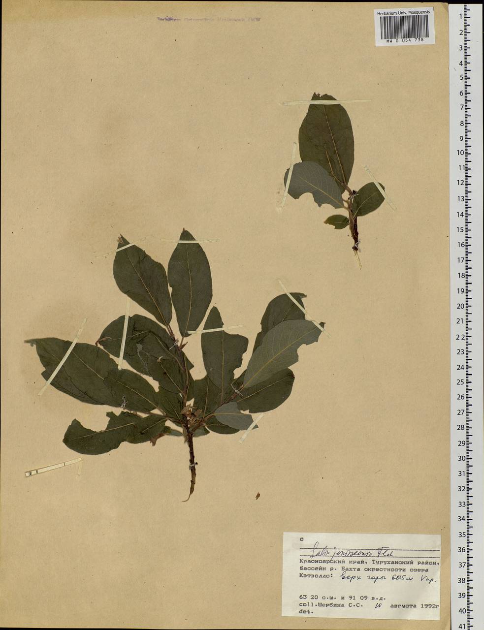 Salix jenisseensis (Fr. Schmidt) B. Floder., Siberia, Central Siberia (S3) (Russia)
