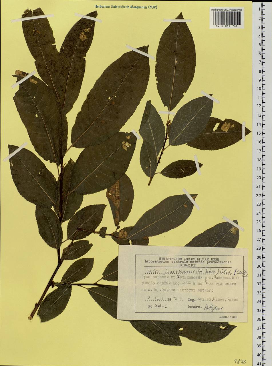 Salix jenisseensis (Fr. Schmidt) B. Floder., Siberia, Central Siberia (S3) (Russia)