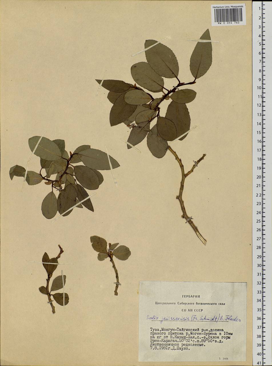 Salix jenisseensis (Fr. Schmidt) B. Floder., Siberia, Altai & Sayany Mountains (S2) (Russia)