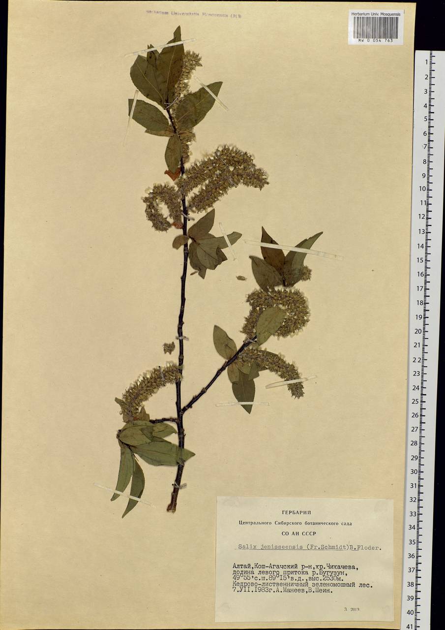 Salix jenisseensis (Fr. Schmidt) B. Floder., Siberia, Altai & Sayany Mountains (S2) (Russia)