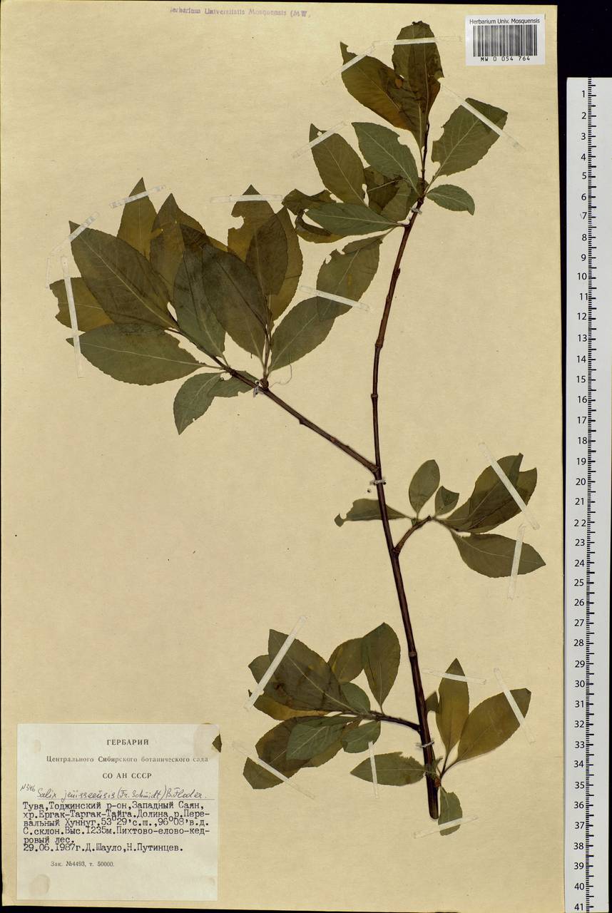Salix jenisseensis (Fr. Schmidt) B. Floder., Siberia, Altai & Sayany Mountains (S2) (Russia)