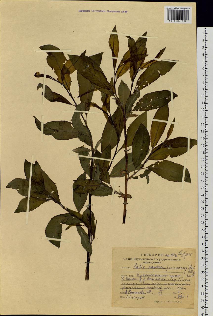 Salix jenisseensis (F. Schmidt) Flod., Siberia, Altai & Sayany Mountains (S2) (Russia)