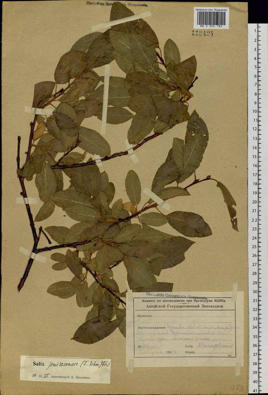 Salix jenisseensis (Fr. Schmidt) B. Floder., Siberia, Altai & Sayany Mountains (S2) (Russia)