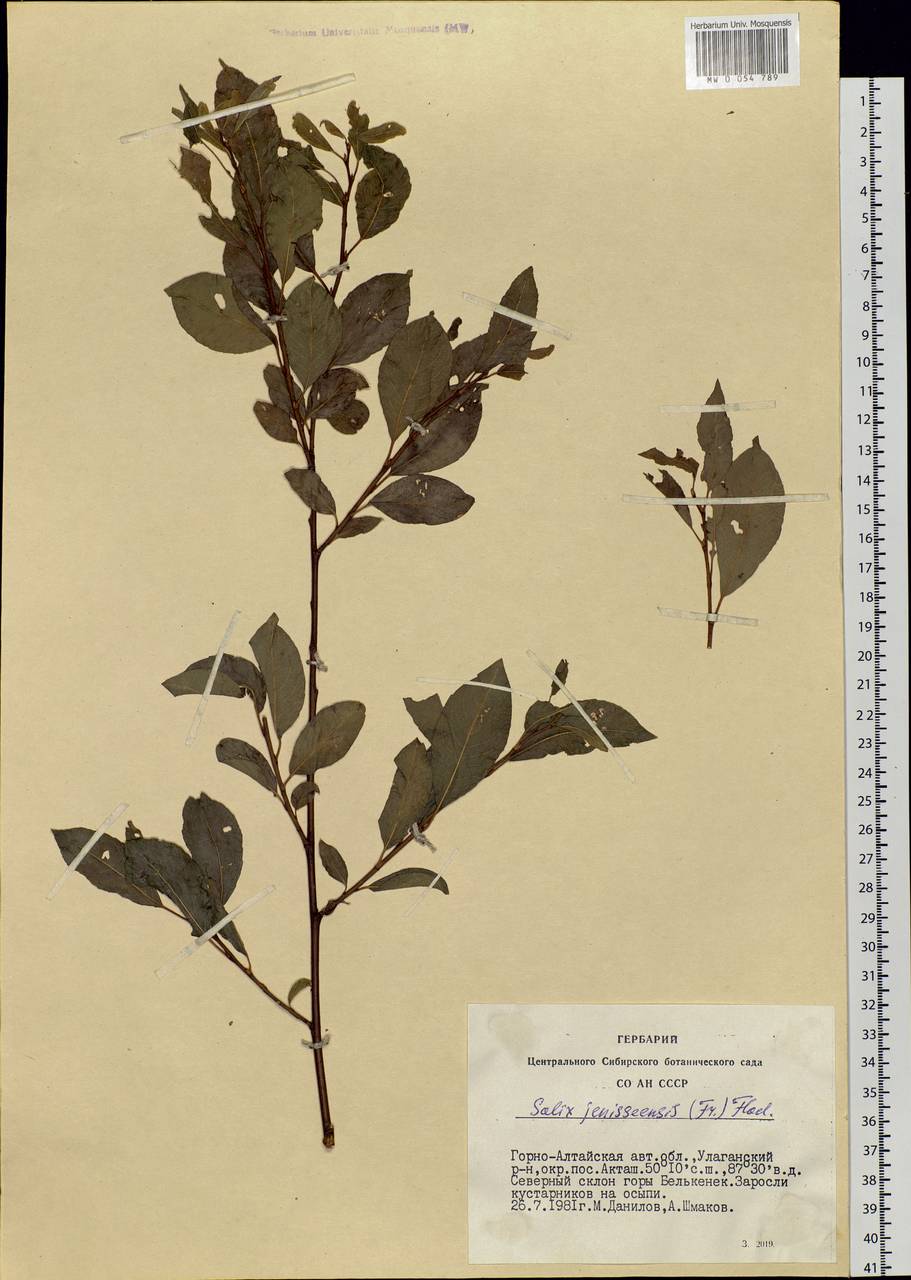 Salix jenisseensis (Fr. Schmidt) B. Floder., Siberia, Altai & Sayany Mountains (S2) (Russia)