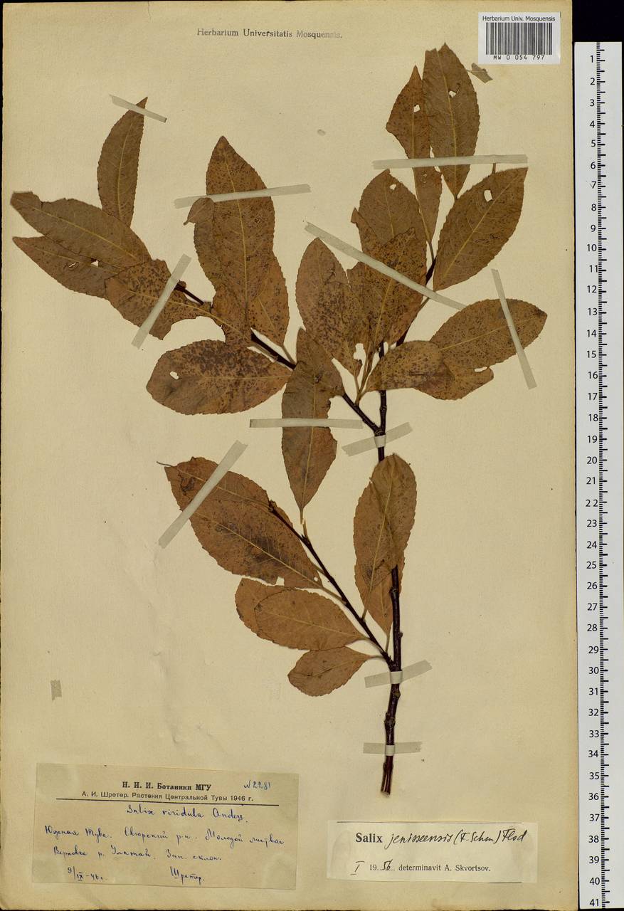 Salix jenisseensis (Fr. Schmidt) B. Floder., Siberia, Altai & Sayany Mountains (S2) (Russia)