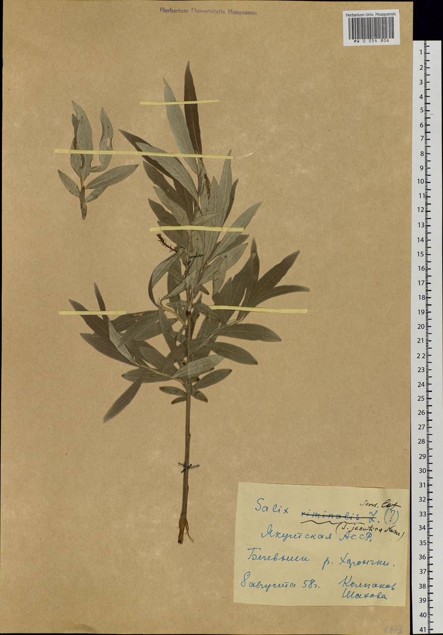 Salix dasyclados Wimmer, Siberia, Yakutia (S5) (Russia)