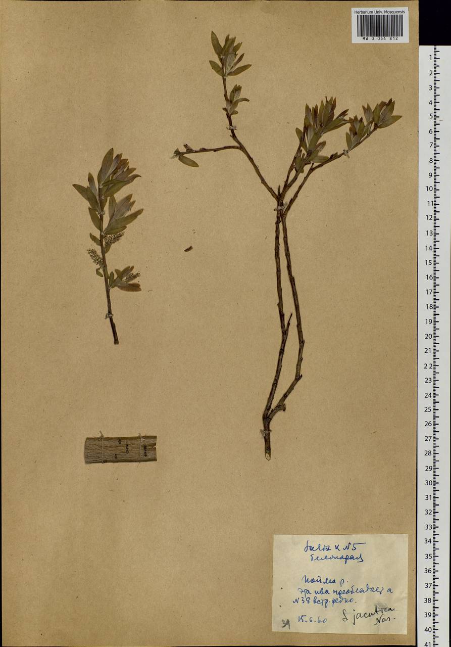 Salix dasyclados Wimmer, Siberia, Yakutia (S5) (Russia)