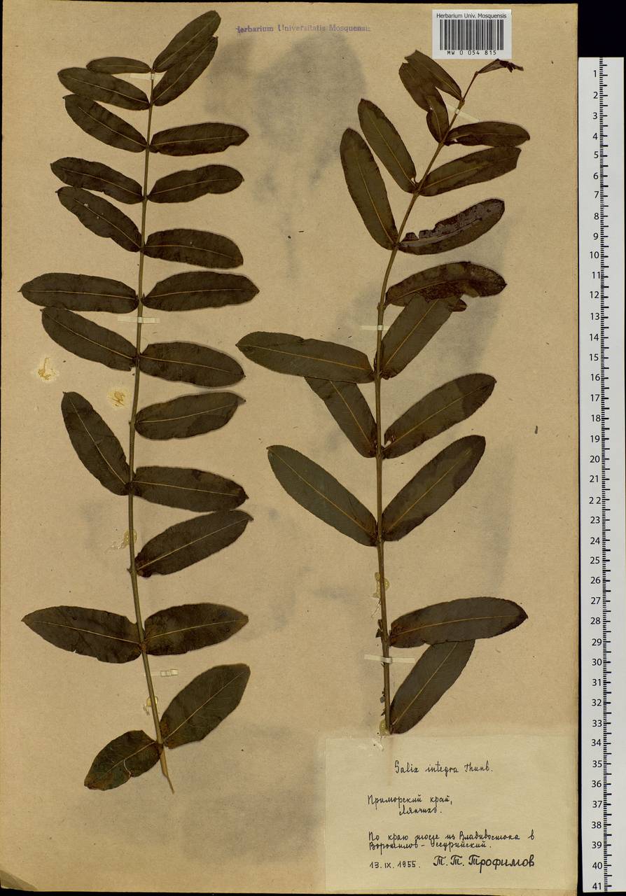 Salix integra Thunb., Siberia, Russian Far East (S6) (Russia)