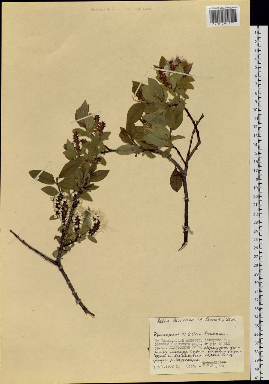Salix hastata L., Siberia, Chukotka & Kamchatka (S7) (Russia)