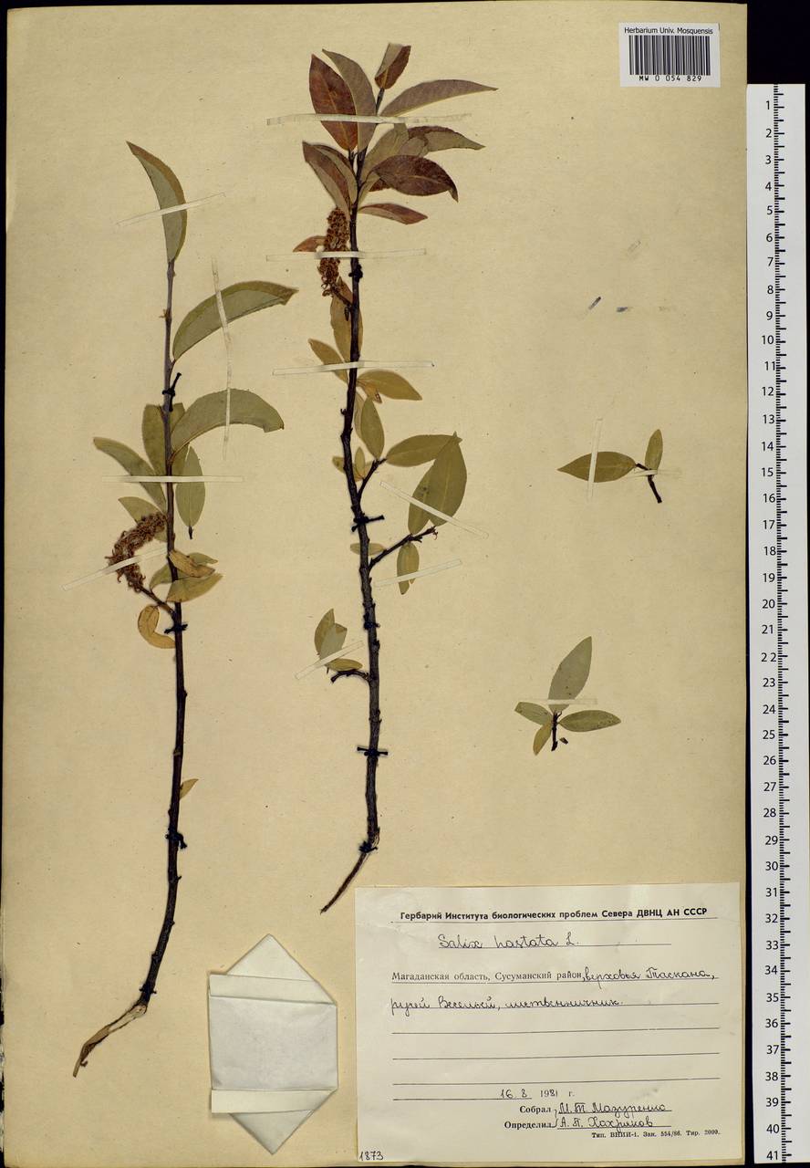 Salix hastata L., Siberia, Chukotka & Kamchatka (S7) (Russia)